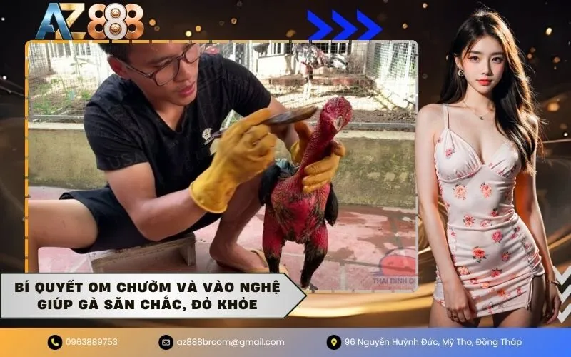 Bí quyết om chườm và vào nghệ giúp gà săn chắc, đỏ khỏe