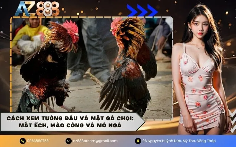 Cách xem tướng đầu và mặt gà chọi Mắt ếch, mào công và mỏ ngà