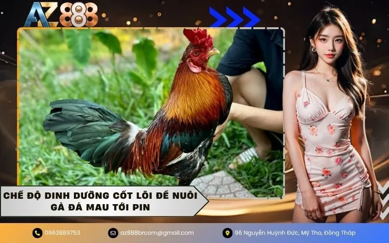 Chế độ dinh dưỡng cốt lõi để nuôi gà đá mau tới pin