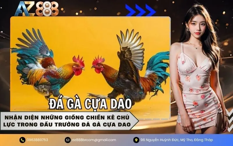 Nhận diện những giống chiến kê chủ lực trong đấu trường đá gà cựa dao