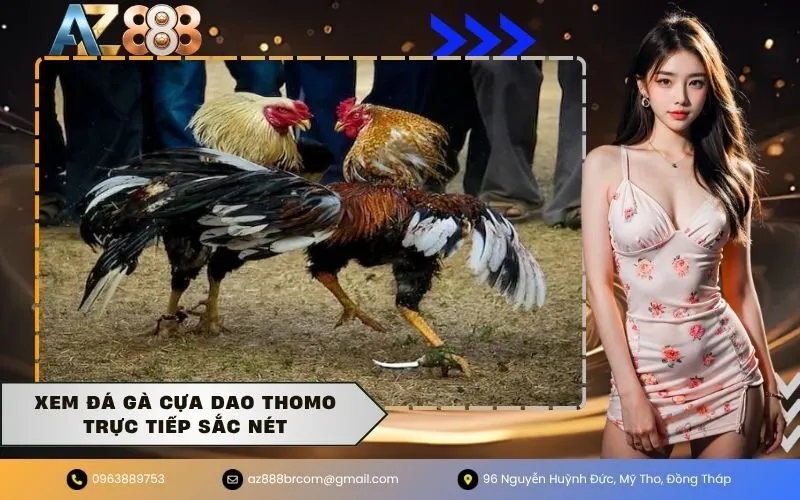Xem đá gà cựa dao