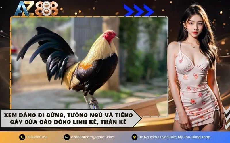 Xem dáng đi đứng, tướng ngủ và tiếng gáy của các dòng linh kê, thần kê
